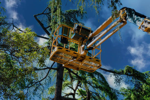 Professional Tree Removal and Landscaping Services in Lake Sarasota, FL